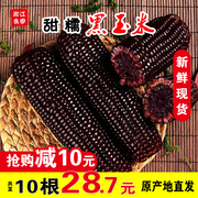 新鲜黑糯玉米10支2200g非转基因紫黏棒子现摘即食真空东北甜苞米