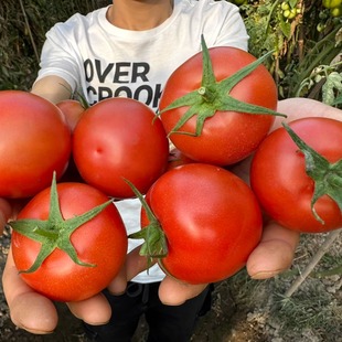 云南西红柿 露天种植自然成熟沙瓤孕妇水果 小番茄当季蔬菜现摘