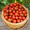 好吃番茄种苗虹越园艺家种植阳台盆栽西红柿美味四季观赏水果蔬苗