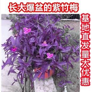 室外室内花卉绿植盆载紫竹梅紫罗兰开花吊兰植物喜阳的植物