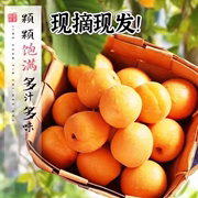 山西金太阳杏大黄杏子新鲜水果5斤当季酸甜孕妇水果杏子整箱