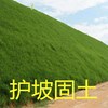 护坡固土草种 护坡王草籽 绿化草坪四季青耐旱种子植物护坡草种子