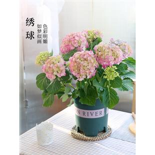 无尽夏大绣球花树苗老桩带花苞盆栽植物，室内花卉绿植好养四季开花