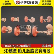 3d模型fbx医学结构，解剖胎儿胚胎，发育阶段生长周期blend格式pbr