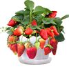满2送1四季草莓，苗攀援草莓树，爬藤草莓苗果树苗阳台盆栽水果苗