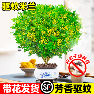 香水米兰花盆栽带花绿植驱蚊植物，花卉卧室内四季开老桩茉莉花树苗