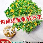 桂花树苗大树金桂丹桂八月桂好养易活的庭院花卉四季开花绿植植物