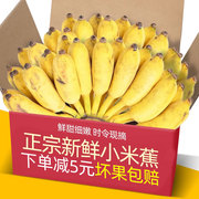 云南香蕉新鲜小米蕉水果小香芭蕉苹果蕉9斤自然熟当季整箱10
