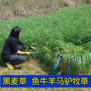 进口耐寒多年生黑麦草种子，四季长青牧草种子猪牛羊，鸡鸭鹅鱼草种籽