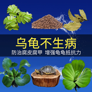 乌龟缸养龟专用龙眼木造景装饰水草用品治疗绿物乌龟晒台植物摆件