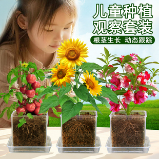 儿童种植小盆栽向日葵种孑草莓，凤仙花种籽实验植物种子太阳花套装