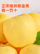 维纳斯黄金苹果5斤山东当季水果，奶油胖子新鲜正宗黄色时令