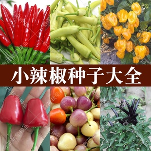 海南黄灯笼椒朝天椒小米椒辣椒，种子春四季蔬，菜籽阳台盆栽超辣孑