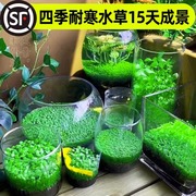 水草种子生态玻璃瓶真植物，种籽盆栽套餐水培绿植，装饰草缸鱼缸造景