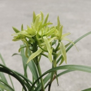 兰花苗春兰花开富贵多瓣大花奇花好养特浓香无需春化易花