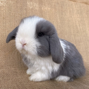 迷你宠物黄白兔子活物侏儒凤眼小型茶杯兔长不大的宿舍垂耳兔活体