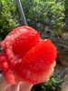 陕西泾阳普罗旺斯西红柿新鲜自然熟蔬菜草莓心水果当季沙瓤大红柿