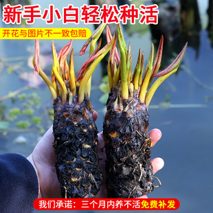 睡莲水培植物四季水养荷花，水莲花盆栽，花卉水池塘大睡莲根块带花苞