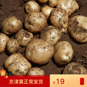 新鲜土豆1kg 马铃薯现挖黄心土豆密云农家老农新鲜蔬菜一份2斤