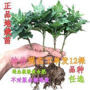 大菊花苗13.8元12棵四季开花杭州白菊食用菊花，盆栽室内观花植物