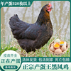 土鸡农家散养产蛋王鸡黑凤鸡下蛋鸡活鸡包活到家粉绿壳蛋鸡母鸡