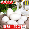 正宗新鲜鹅蛋 6枚装农家散养土鹅蛋孕妇特产现捡大鹅蛋初生蛋