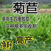菊苣种子牧草种子猪羊牛兔鸡鸭，多年生南方高产四季北方草籽