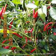 朝天椒种子超辣早熟辣椒种籽农家菜园蔬菜种子阳台盆栽四季播