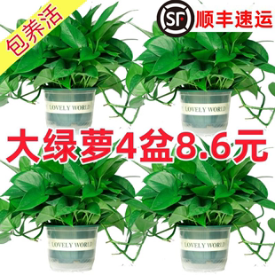 绿萝盆栽室内植物新房家用吸除甲醛净化空气水培绿植花卉长藤绿萝