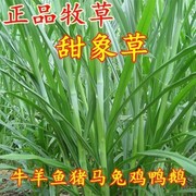 无毛台湾 新型甜象草种苗种节牧草高产田像草籽种子三