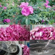 云南鲜花唯美玫瑰花花瓣蒸馏萃取植物玫瑰基地种植新鲜视频素材