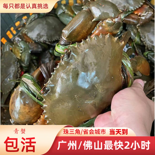 青蟹鲜活约一斤一只大肉蟹公蟹非膏蟹 海鲜螃蟹菜鲟