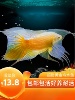 中国斗鱼观赏鱼黄金鱼冷水鱼淡水招财鱼好养耐活鱼家庭活鱼小型鱼