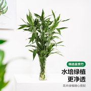 大叶富贵竹驱蚊植物水养，客厅招财吸甲醛绿萝易活盆栽花瓶室内