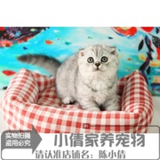 实体店出售英短银渐层幼猫英国短毛猫活体幼猫英短折耳猫宠物猫x