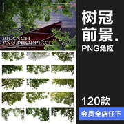 树枝树冠前景植物树叶图片装饰元素摄影照片后期合成PNG免抠素材