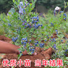 蓝莓树果苗带花带果蓝莓，苗盆栽果树苗，当年结果阳台庭院南北方种植