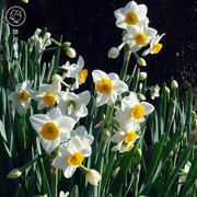 漳州水仙花种球带花盆单瓣重瓣冬季开花耐寒观赏植物
