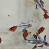 水族孔雀鱼活蝶翼象耳马赛克，凤尾群游热带观赏淡水鱼大耳白金红尾