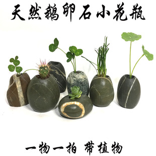 石头花盆天然鹅卵石花瓶创意含植物，花器桌面多肉，铜钱草水培绿植盆