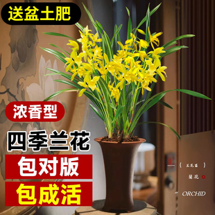 刘阁兰花盆栽夏带花苞，名贵花卉金秋岁月，四季开花绿植室内香兰