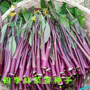 红菜苔种子 红菜心易种四季油菜 紫菜芯籽高产盆栽 农家蔬菜种子