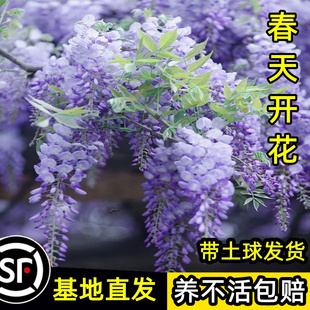 紫藤树苗爬藤植物普罗旺斯紫藤，花苗庭院攀援藤条藤蔓花紫藤萝瀑布