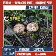 松茸新鲜四川特产甘孜藏区野生特级出口级，新鲜松茸菌子非香格里拉