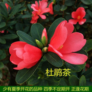 四季杜鹃红山茶花，带花浓香型盆栽室内外阳台庭院，观赏花卉绿植好养