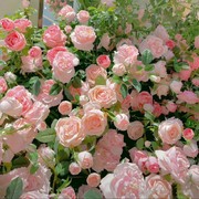 玫瑰花种籽子四季开花盆栽花卉，植物室内外鲜花种子易爆盆庭院阳台