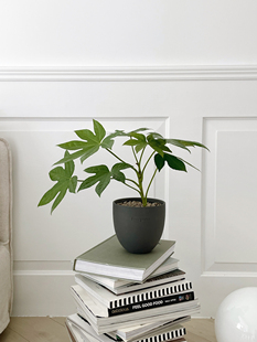 植物私生活 八角金盘客厅耐阴室内卫生间四季常青吸甲醛植物盆栽