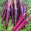 紫胡萝卜种子 阳台  紫参蔬菜种子种菜  菜籽高盆栽出芽率精