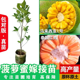 菠萝蜜树树苗嫁接泰国8号红肉12马来西亚1号庭院，木带土菠萝蜜干包