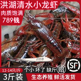 三斤装789钱洪湖清水小龙虾，鲜活水产湖北红螯虾，克氏原螯虾淡水虾